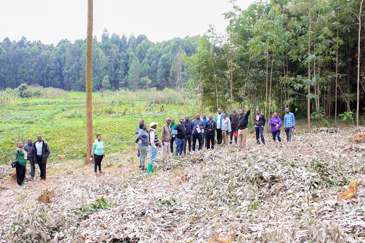 Forest management